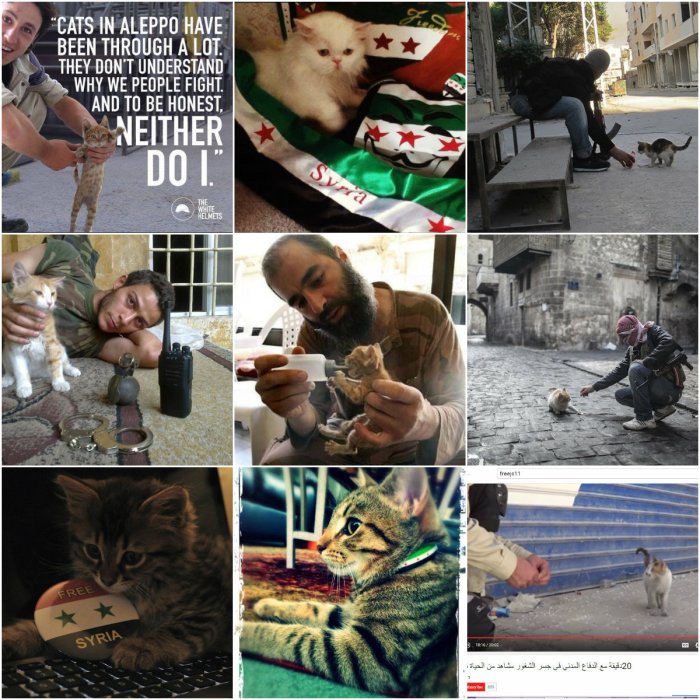 FSA Kitten Campaign